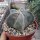 Astrophytum myriostigma