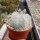 Astrophytum myriostigma