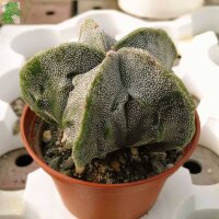 Astrophytum myriostigma cv. Fukuryu