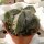 Astrophytum myriostigma cv. Fukuryu
