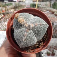 Astrophytum myriostigma cv. tricostata