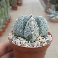 Astrophytum myriostigma cv. quadricostata