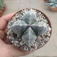 Astrophytum myriostigma cv. quadricostata