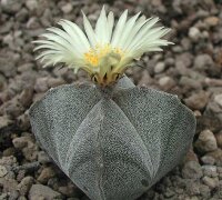Astrophytum myriostigma cv. quadricostata