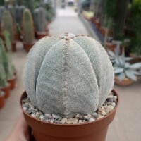 Astrophytum myriostigma cv. quadricostata