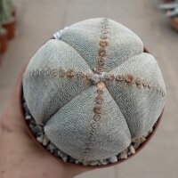 Astrophytum myriostigma cv. quadricostata