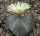 Astrophytum myriostigma cv. quadricostata
