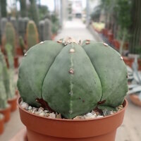 Astrophytum myriostigma v. nudum