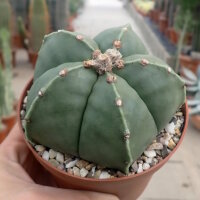 Astrophytum myriostigma v. nudum