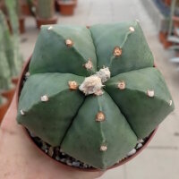 Astrophytum myriostigma v. nudum