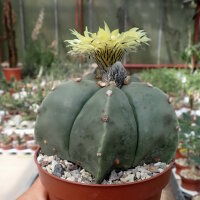 Astrophytum myriostigma v. nudum
