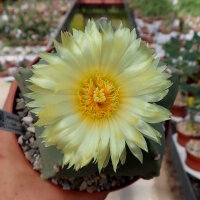 Astrophytum myriostigma v. nudum