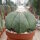 Astrophytum myriostigma v. nudum