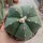 Astrophytum myriostigma v. nudum