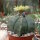 Astrophytum myriostigma v. nudum