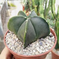 Astrophytum myriostigma v. nudum XL