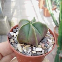 Astrophytum myriostigma v. nudum XL