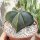 Astrophytum myriostigma v. nudum XL