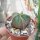 Astrophytum myriostigma v. nudum XL