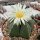 Astrophytum myriostigma v. nudum XL