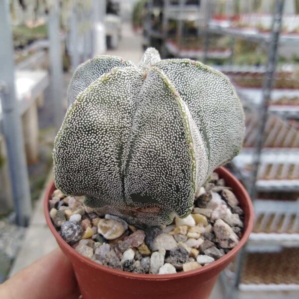 Astrophytum myriostigma v. potosina