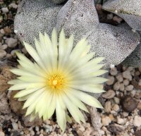 Astrophytum myriostigma v. potosina