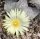 Astrophytum myriostigma v. potosina