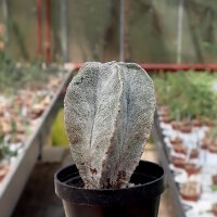 Astrophytum myriostigma v. tulense