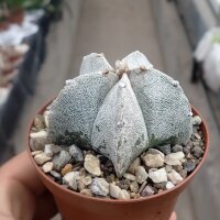 Astrophytum myriostigma v. tulense