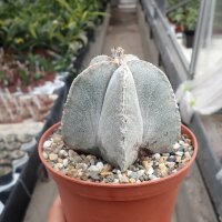 Astrophytum myriostigma v. tulense
