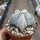 Astrophytum myriostigma v. tulense