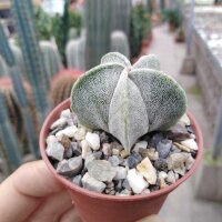 Astrophytum myriostigma v. tulense Miguihuana
