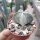 Astrophytum myriostigma v. tulense Miguihuana