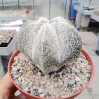 Astrophytum myriostigma cv. Onzuka