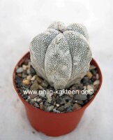 Astrophytum myriostigma cv. Onzuka