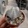 Astrophytum myriostigma cv. Onzuka