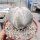 Astrophytum myriostigma cv. Onzuka