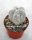 Astrophytum myriostigma cv. Onzuka