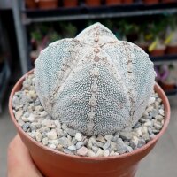 Astrophytum myriostigma cv. Onzuka quadricostata Ronde