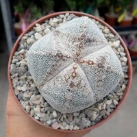 Astrophytum myriostigma cv. Onzuka quadricostata Ronde