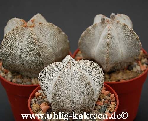 Astrophytum myriostigma cv. Onzuka gepfr.