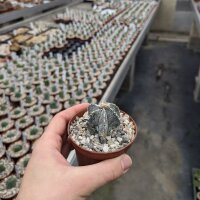 Astrophytum myriostigma cv. Haku-Jo Hanya Fukuryu