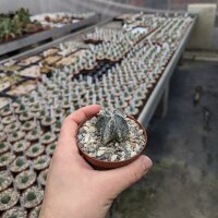Astrophytum myriostigma cv. Haku-Jo Hanya Fukuryu