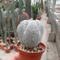 Astrophytum myriostigma cv. Onzuka quadricostata