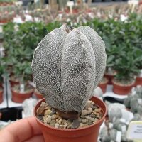 Astrophytum myriostigma cv. Onzuka quadricostata
