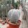 Astrophytum myriostigma cv. Onzuka quadricostata