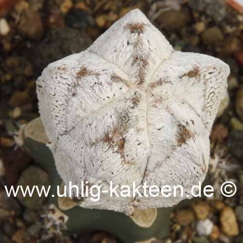 Astrophytum myriostigma cv. Super Onzuka gepfr.