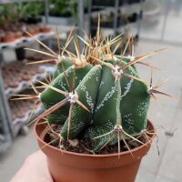 Astrophytum ornatum Mexiko