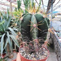 Astrophytum ornatum XL Mexiko
