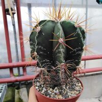 Astrophytum ornatum XL Mexiko